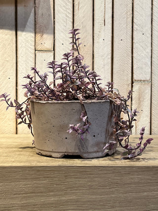 Medium Square Pot Purple Plant