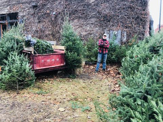 The Mercantile Had A Busy Week And It All Started By Cutting Down 25 Christmas Trees for Downtown Stillwater.