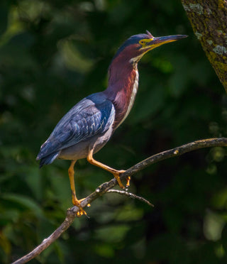 St. Croix, Collector's Edition