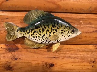 Crappie 10-In