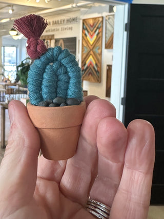 Waterless Cacti - Variety