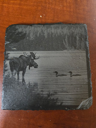 Moose with loons