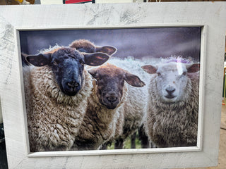 Framed sheep threesome