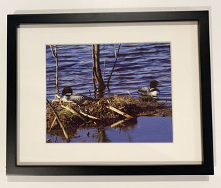 Loon-pair-nest-8x10