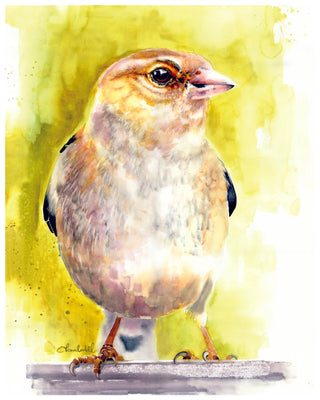 Chaffinch Bird Watercolor Print