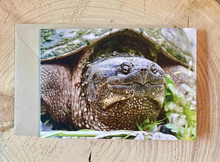Snapping Turtle Photo Card
