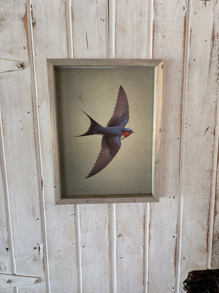 Swallow Bird (SM)