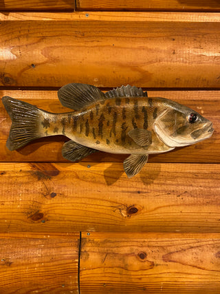 Smallmouth Bass - 13 Inch