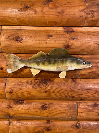 Walleye 16 inch