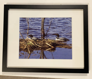 Loon-pair-nest-2