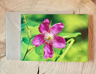 Wild Rose Flower Photo Card