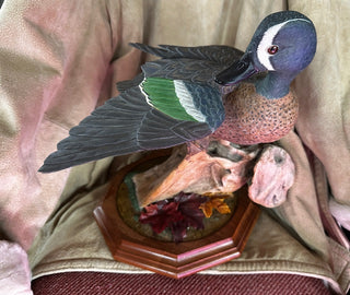 Preening Blue Wing Teal