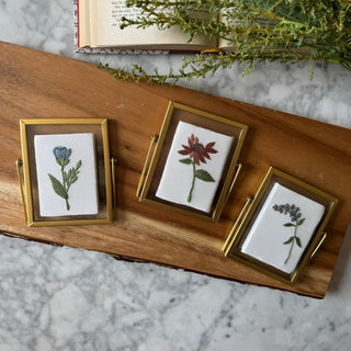 Minnesota Wildflower Set