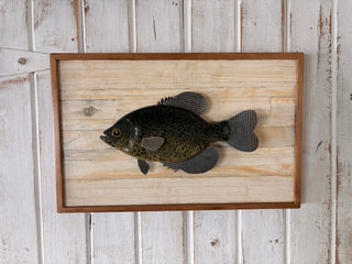 Crappie on wood back