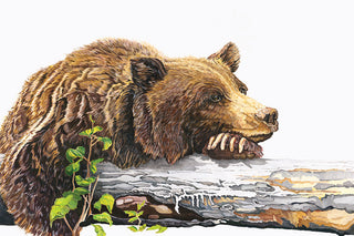 Bear Original Framed