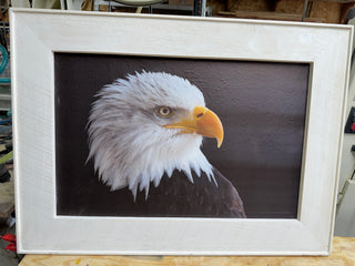 Framed Eagle-Med