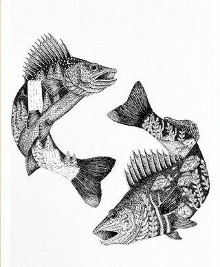 8x10 Walleye Print