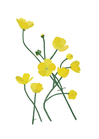 Buttercups