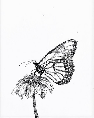 Butterfly Cards