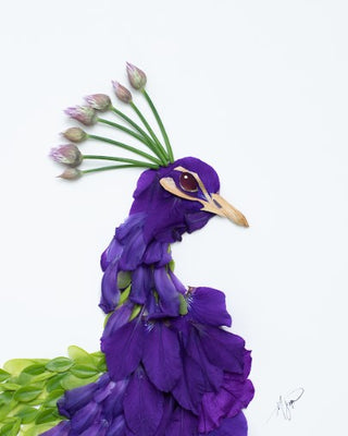 Nature print: Peacock
